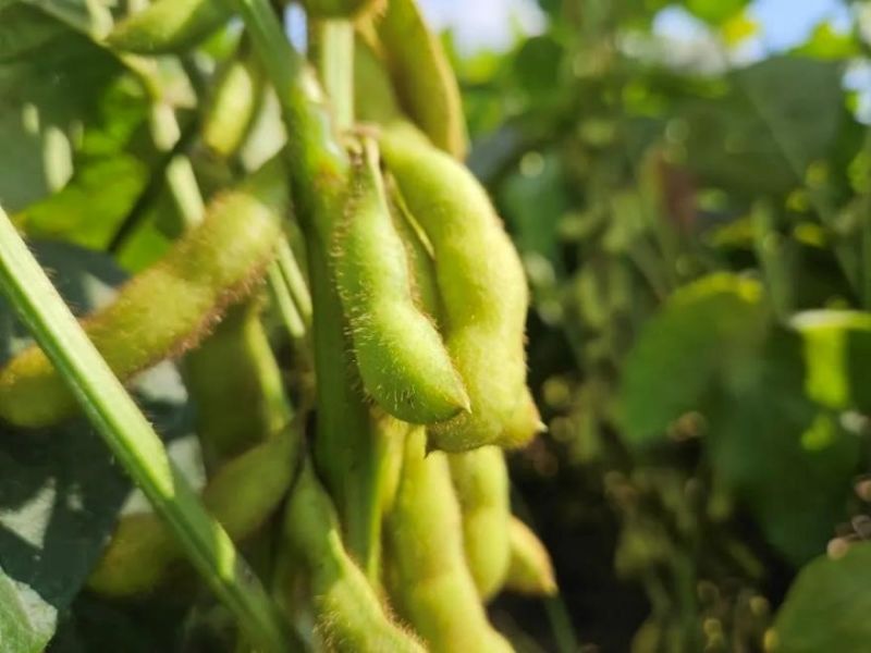 又是一年好“豐”景！衛(wèi)華數(shù)十萬畝良田豐收在即！